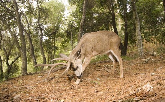 Mule deer buck licking front leg