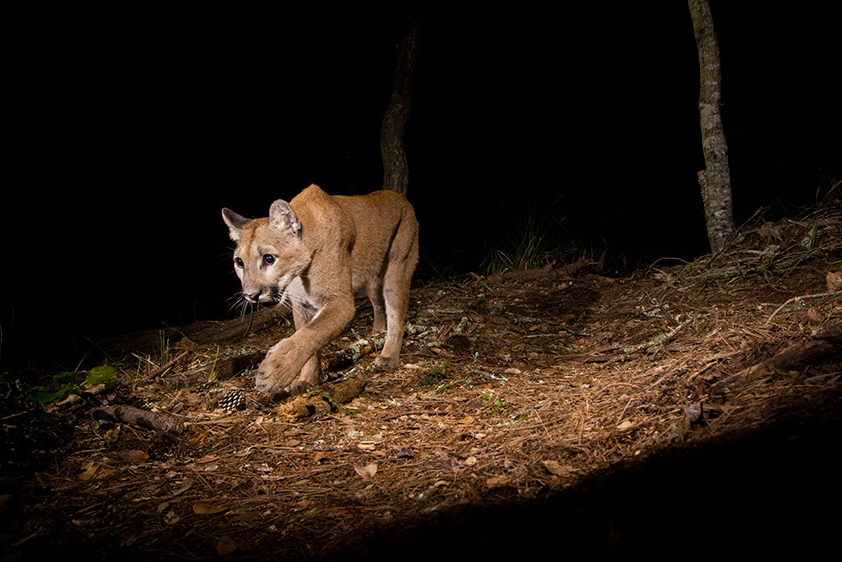 Juvenile Mountain Lion at Night