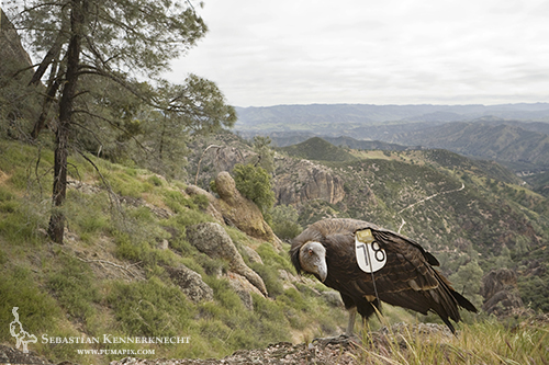 California Condor in Pinnacles National Monument