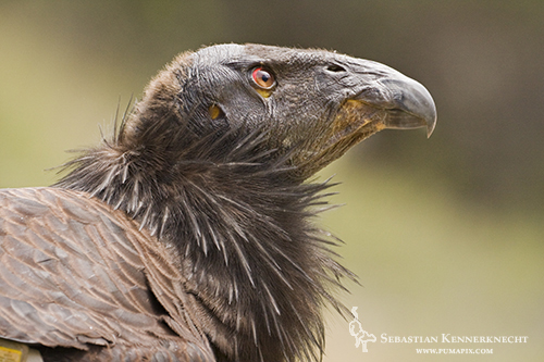 Juvenile male California Condor, Pinnacles National Monument