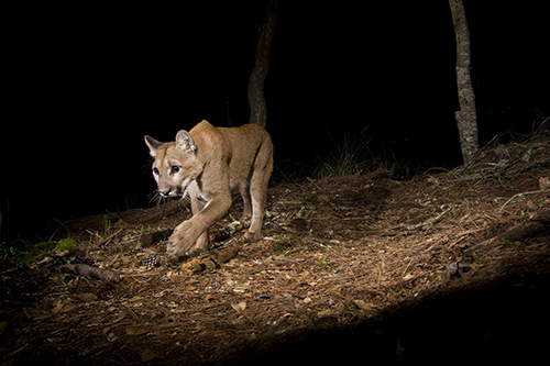 Juvenile Mountain Lion Walking at Night
