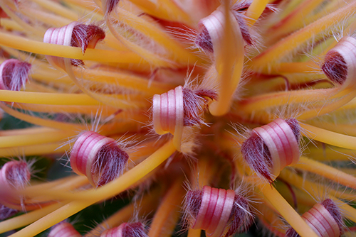 Pincushion (Leucospermum sp), UCSC Arboretum, Santa Cruz, California