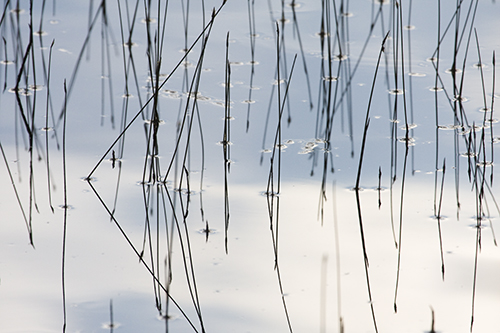 Reeds reflected in water, Grand Teton National Park, Wyoming