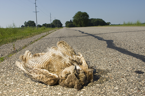 Great Horn Owl Roadkill, this was one of the most 'intact' dead animals we saw