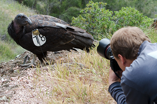 California Condor and me photographing it - Copyright Jeff Swanson
