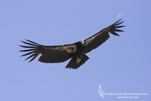 Soaring Adult California Condor in Big Sur