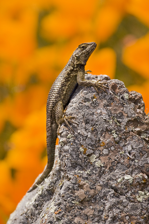 Western Fence Lizard and California Poppies