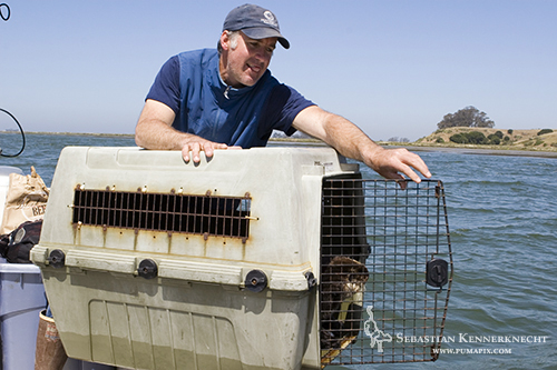 Karl Mayer releasing Sea Otter, Elkhorn Slough, California