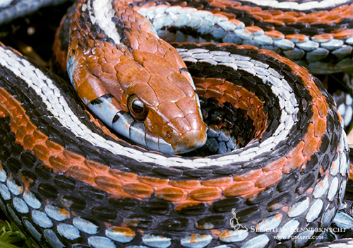 San Francisco Garter Snake female, Pescadero, California