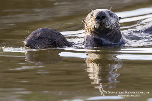 Sea Otter mother and pup swimming, Moss Landing, Monterey Bay, California