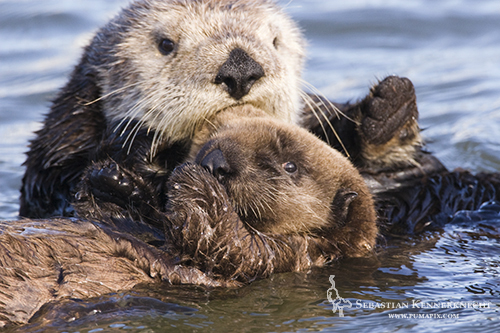 Sea Otter mother and pup, Moss Landing, Monterey Bay, California