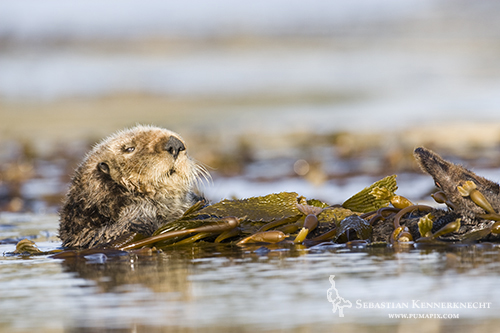 Sea Otter wrapped in kelp, Moss Landing, Monterey Bay, California
