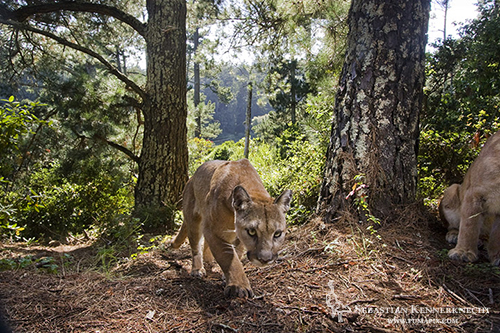 Mountain Lions in Aptos, California Taken: July 13th, 2011 @ 5:34pm