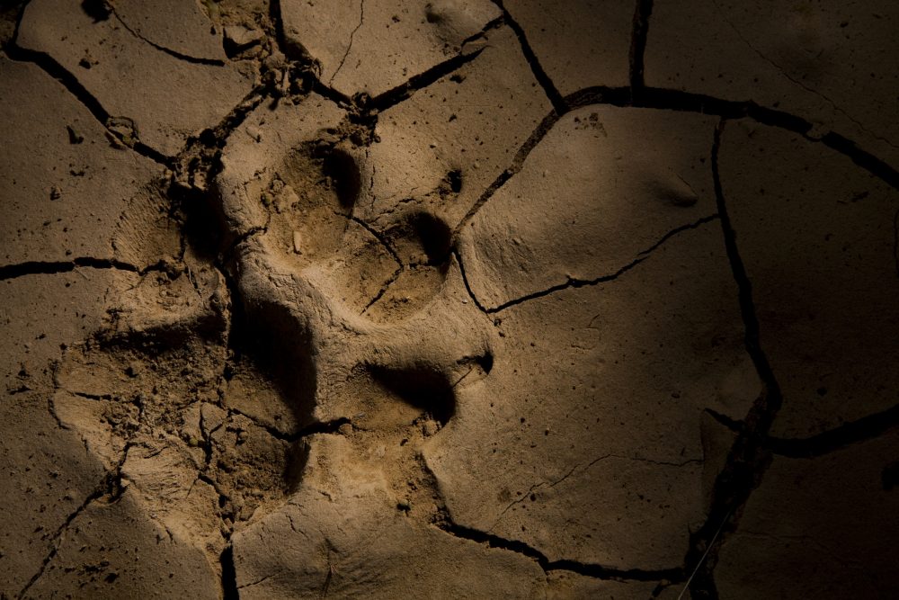 Striped Hyena (Hyaena hyaena) footprint in cracked mud, Hawf Protected Area, Yemen