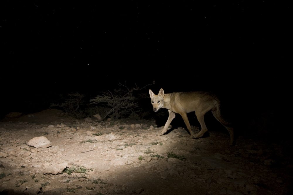 Arabian Wolf (Canis lupus arabs) male on plateau at night, Hawf Protected Area, Yemen