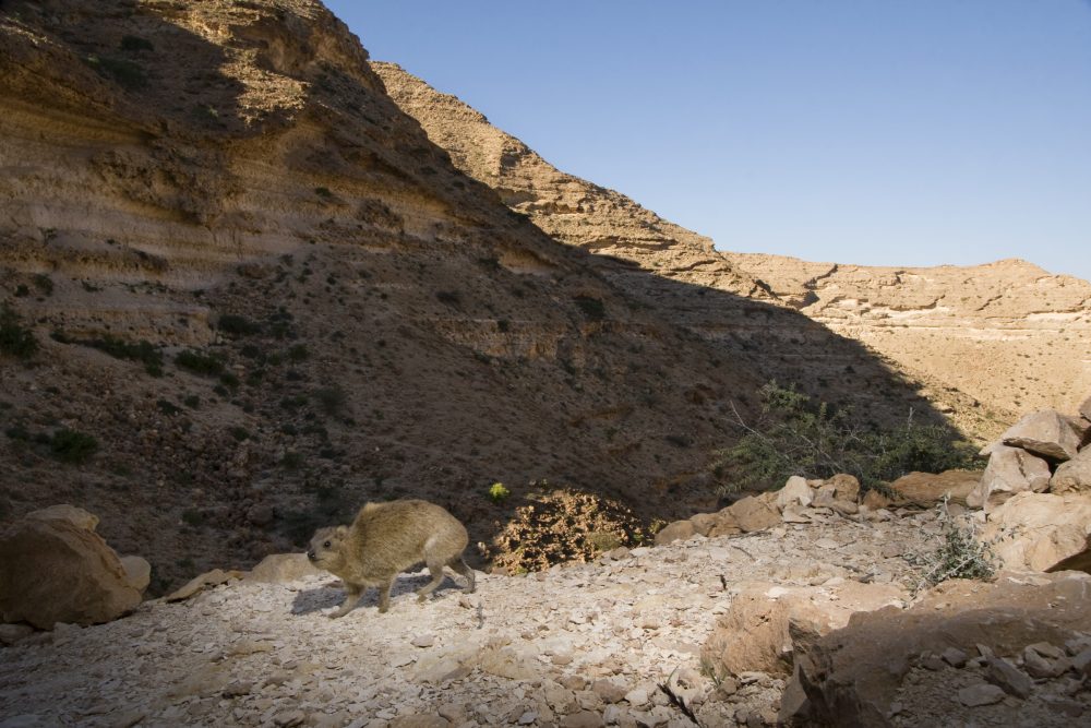 Rock Hyrax (Procavia capensis) in desert valley, Hawf Protected Area, Yemen