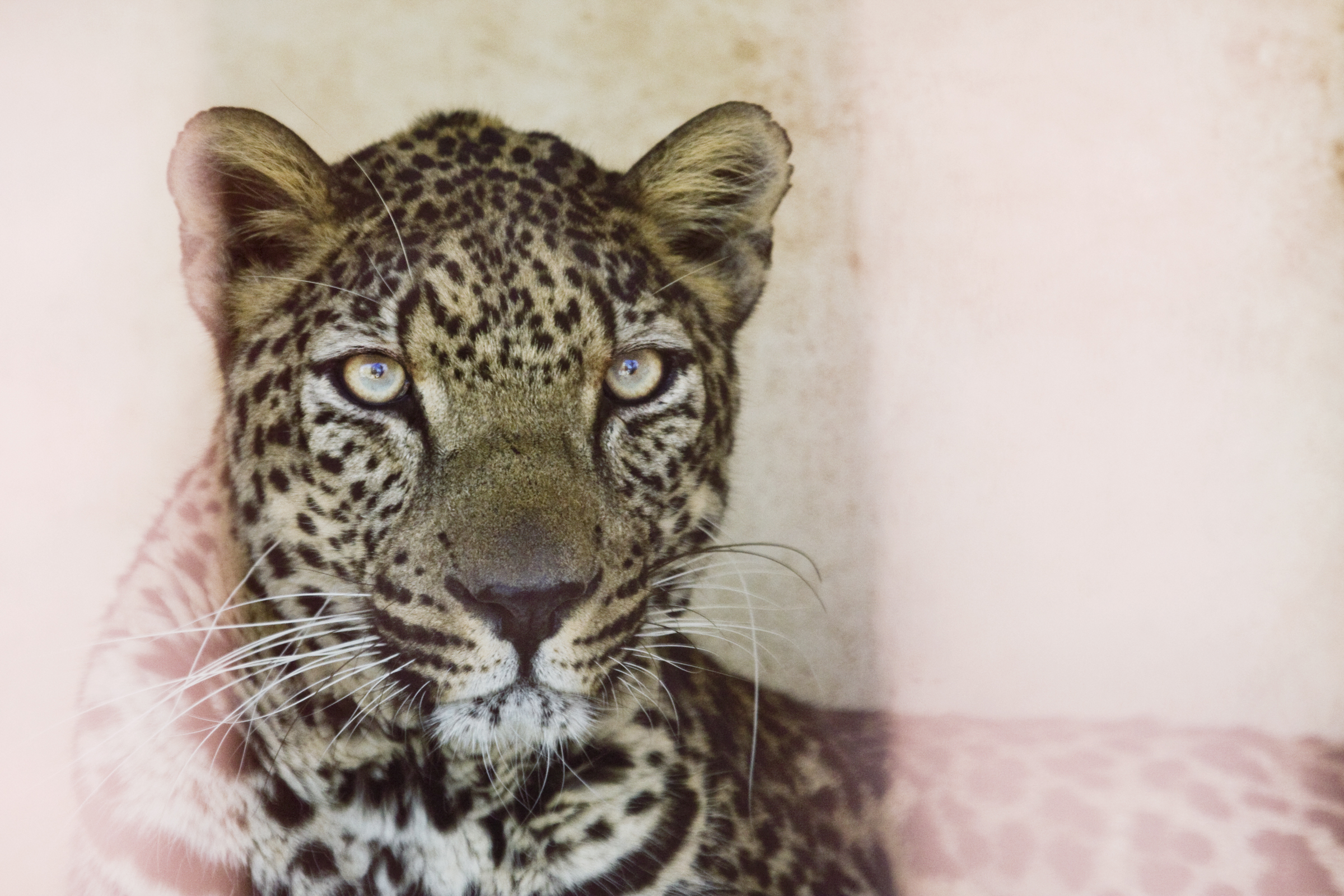 Arabian Leopard (Panthera pardus nimr) male behind bars, Sana'a Zoo, Sana'a, Yemen