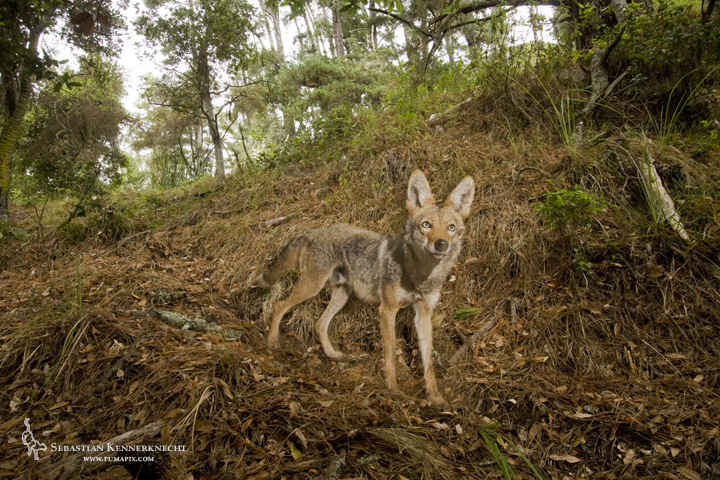 1Sebastian Kennerknecht - Coyote in Forest-IMG_84641