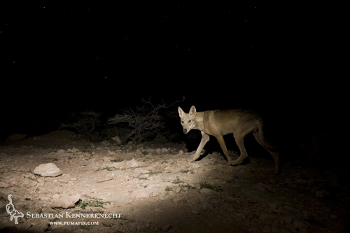Arabian Wolf (Canis lupus arabs), Hawf Protected Area, Yemen