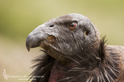 California Condor Juvenile Male in Pinnacles National Monument