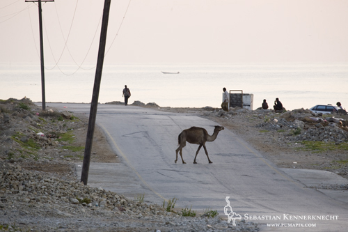Camel walking across road in Hawf, Hawf Protected Area, Yemen - Yes, this is normal