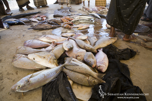 Selling fish at the market, Hawf Protected Area, Yemen