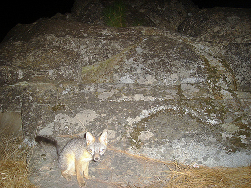 Camera Trap Image: Gray Fox in Sierras - Copyright Jake Kirkland