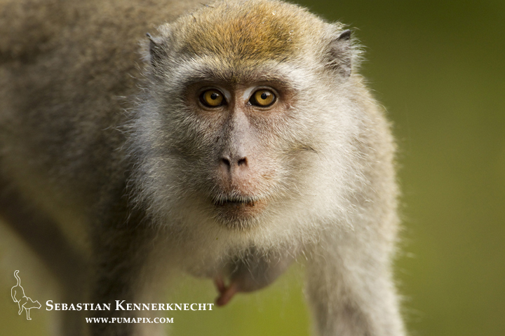 Long-tailed Macaque (Macaca fascicularis) female, Tawau Hills Park, Sabah, Borneo, Malaysia