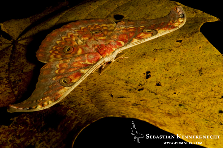 Saturniid Moth (Antheraea larissa), Tawau Hills Park, Sabah, Borneo, Malaysia