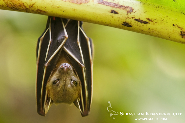 Lesser Short-nosed Fruit Bat (Cynopterus brachyotis) roosting, Tawau Hills Park, Sabah, Borneo, Malaysia