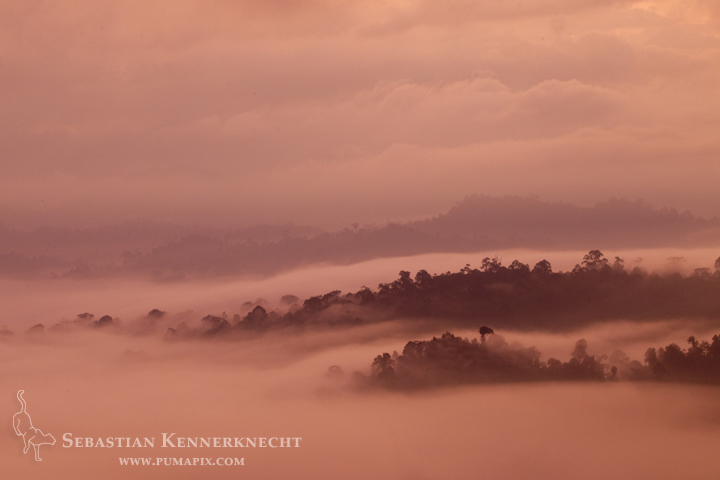 Rainforest in mist at sunrise, Danum Valley Conservation Area, Sabah, Borneo, M