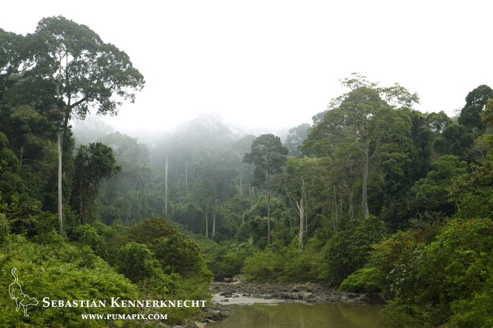Rainforest in mist, Danum Valley Conservation Area, Sabah, Borneo, Malaysia
