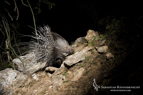 Indian Crested Porcupine (Hystrix indica), Hawf Protected Area, Yemen