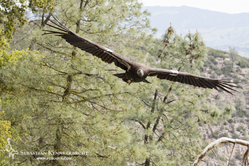 Junile California Condor male flying in Pinnacles