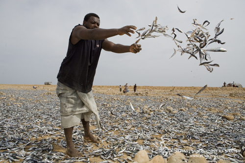Fisherman tossing sardines for drying, to be used as Camel food, Hawf Protected Area, Yemen