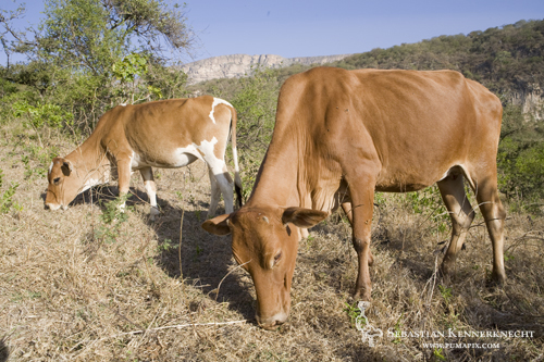 Cows grazing, Hawf Protected Area, Yemen