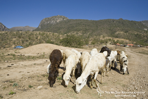 Sheep grazing, Hawf Protected Area, Yemen