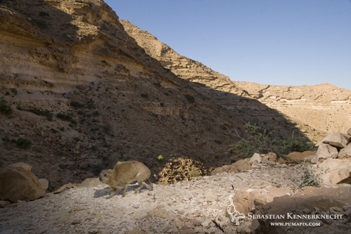 Rock Hyrax (Procavia capensis), Hawf Protected Area, Yemen