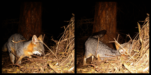 Camera Trap Image: Gray Fox - Copyright Christian Naventi