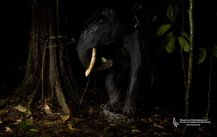 African Forest Elephant (Loxodonta cyclotis) stepping into puddle at night, Lope National Park, Gabon