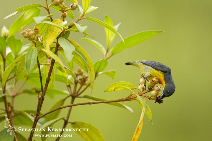 Yellow-rumped Flowerpecker (Prionochilus xanthopygius) male feeding on flower nectar, Danum Valley Conservation Area, Sabah, Borneo, Malaysia