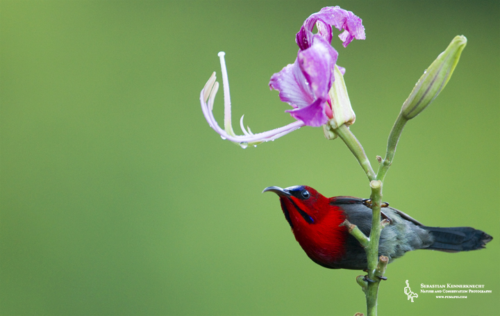 Crimson Sunbird (Aethopyga siparaja) male on flower, Tawau Hills Park, Sabah, Borneo, Malaysia