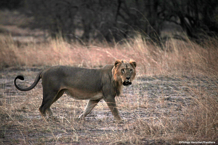 A male lion in Pendjari National Park during Panthera's survey of the W-Arly-PendjariComplex, located in Benin, Burkina Faso, and Niger – 2012Credit: Philipp Henschel/Panthera