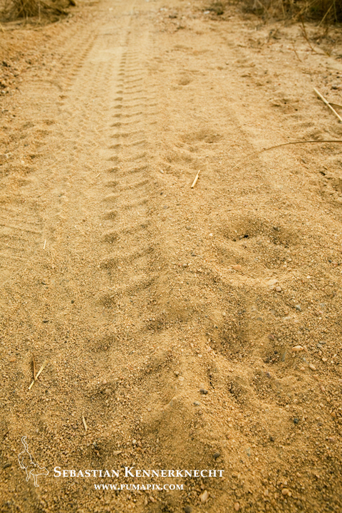 African Leopard (Panthera pardus) tracks on dirt road next to tire marks, Lope National Park, Gabon