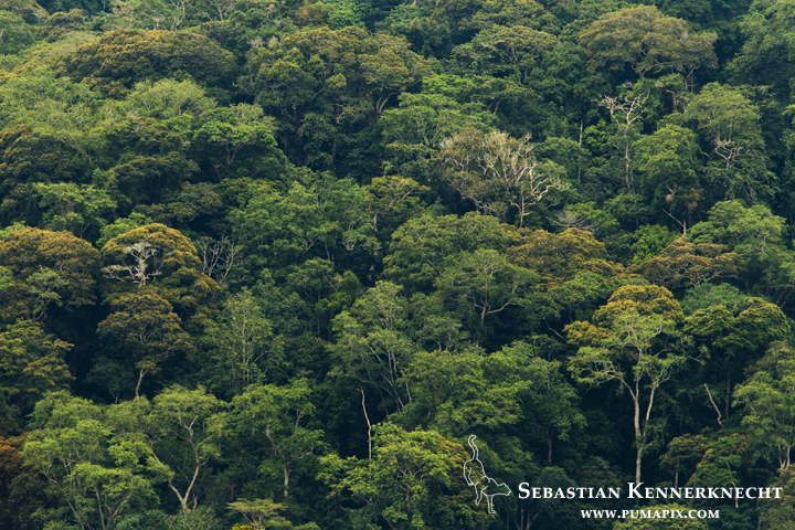 Tropical rainforest, Lope National Park, Gabon