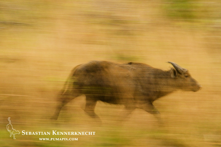 Forest Buffalo (Syncerus caffer nanus) bull running, Lope National Park, Gabon