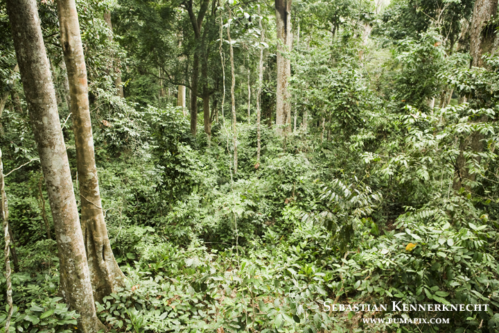 Tropical rainforest, Lope National Park, Gabon