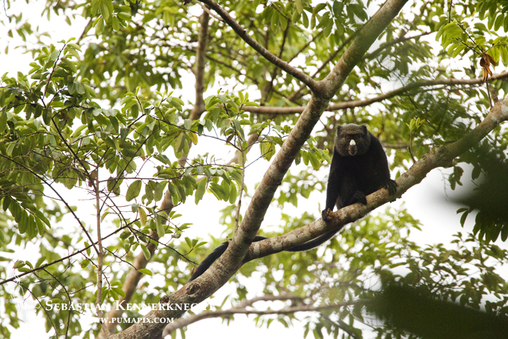 White-nosed Guenon (Cercopithecus nictitans) in tree, Lope National Park, Gabon
