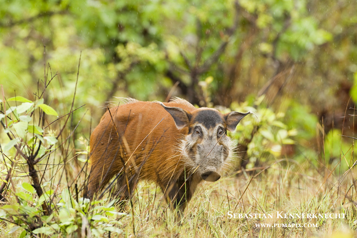 Red River Hog (Potamochoerus porcus) male, Lope National Park, Gabon