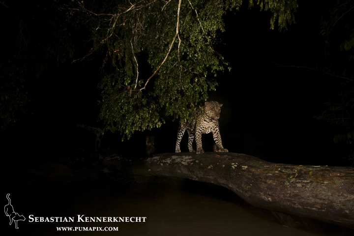 African Leopard (Panthera pardus) male crossing log bridge over river at night, Lope National Park, Gabon